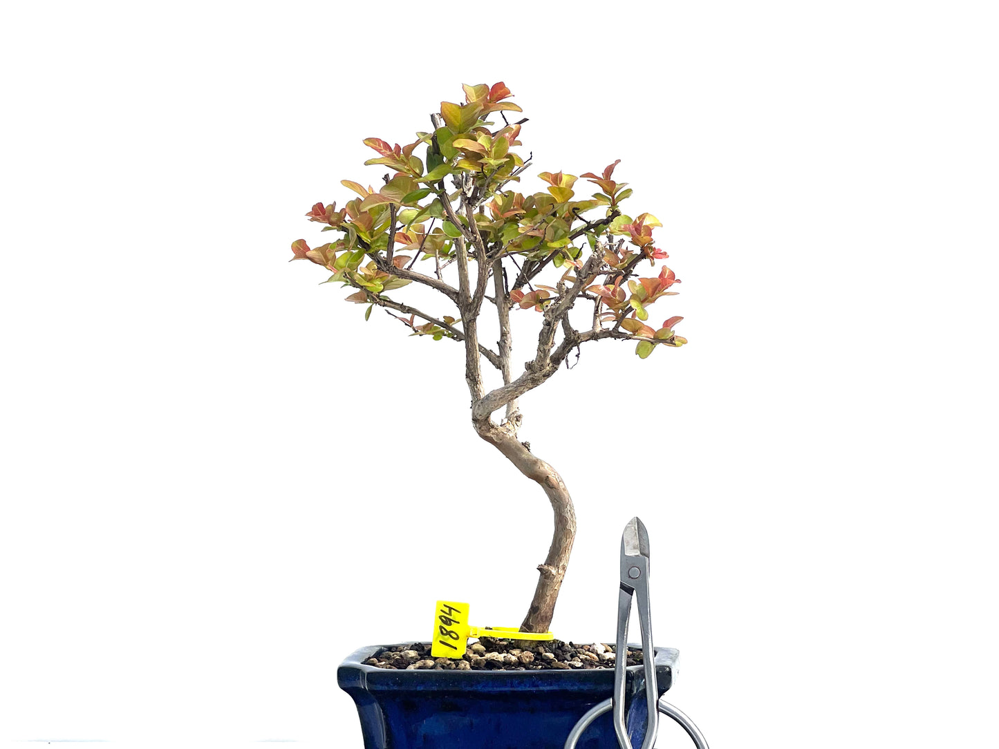 Lagerstroemia Indica 1894