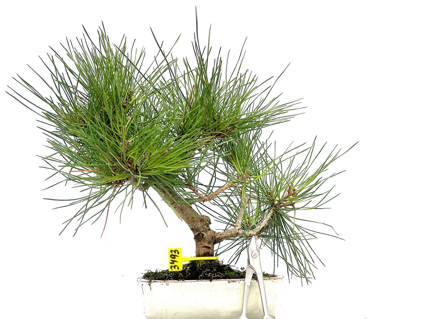 Pinus Thunbergii 3493