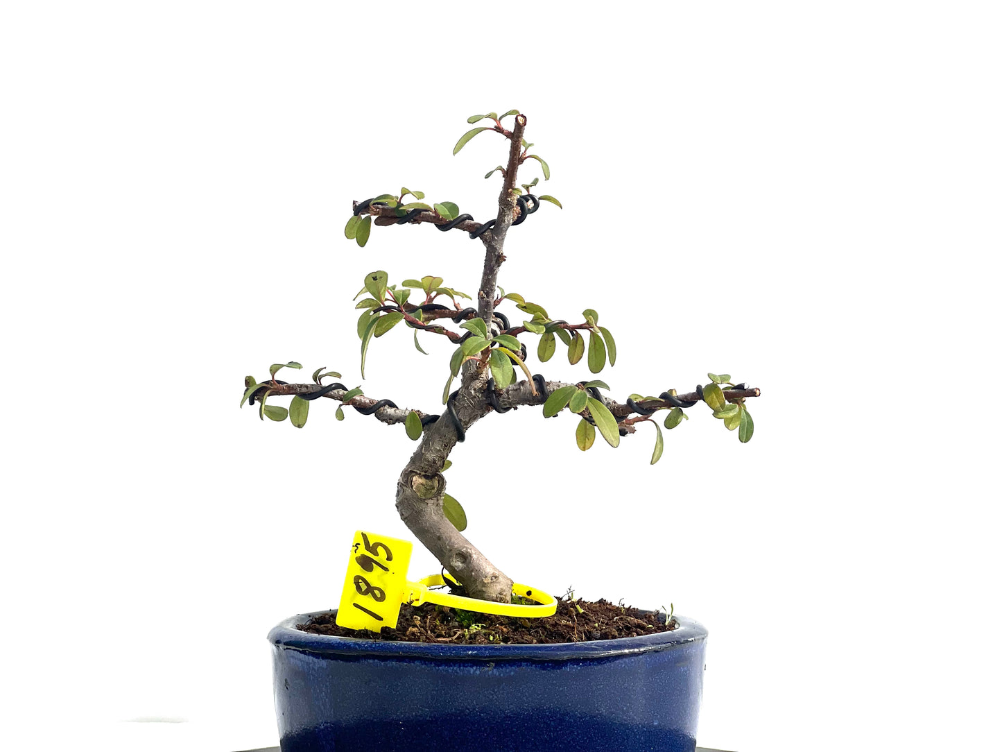 Cotoneaster Horizontalis 1895