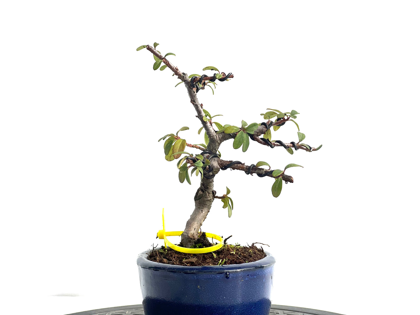 Cotoneaster Horizontalis 1895
