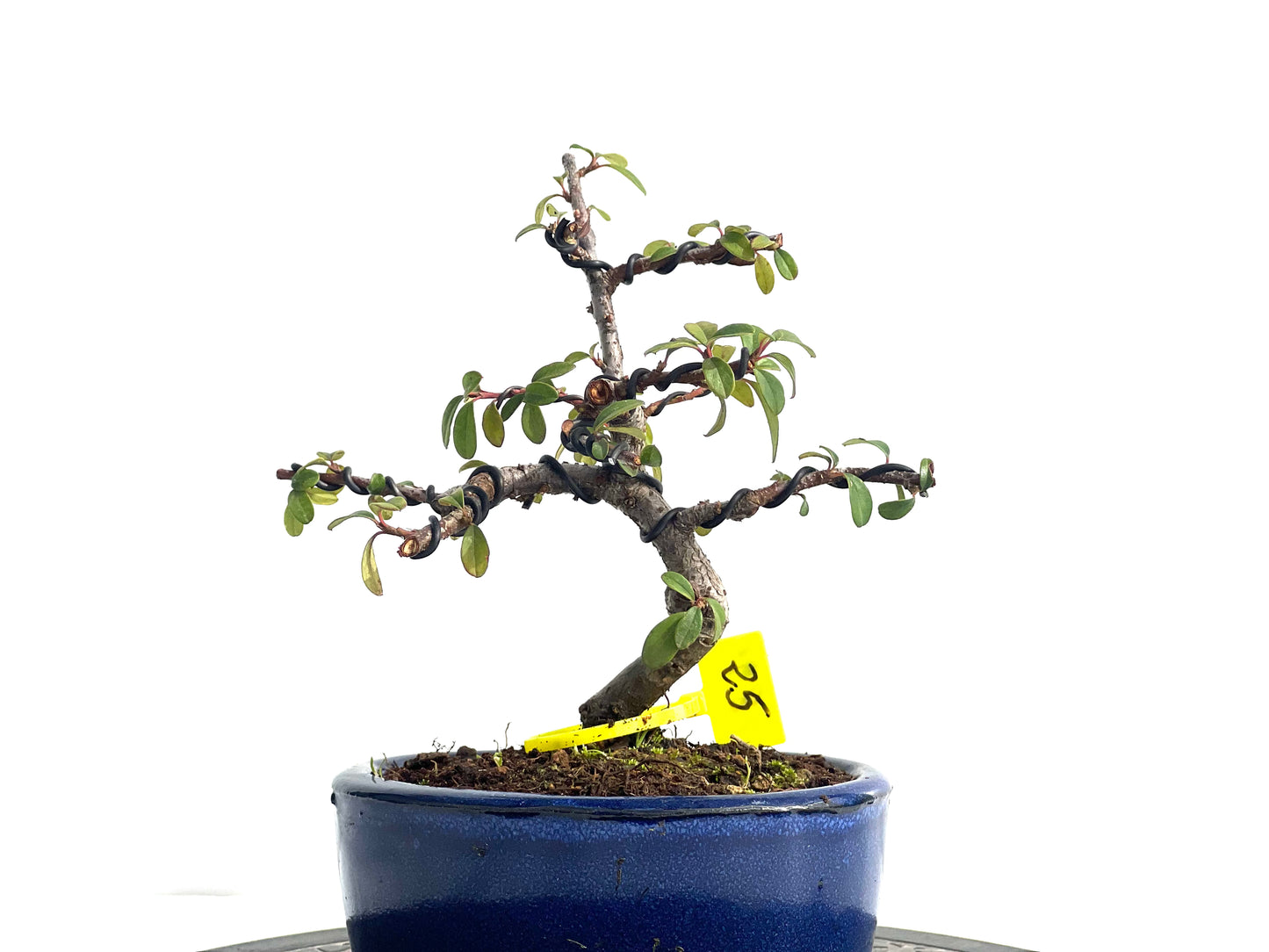 Cotoneaster Horizontalis 1895