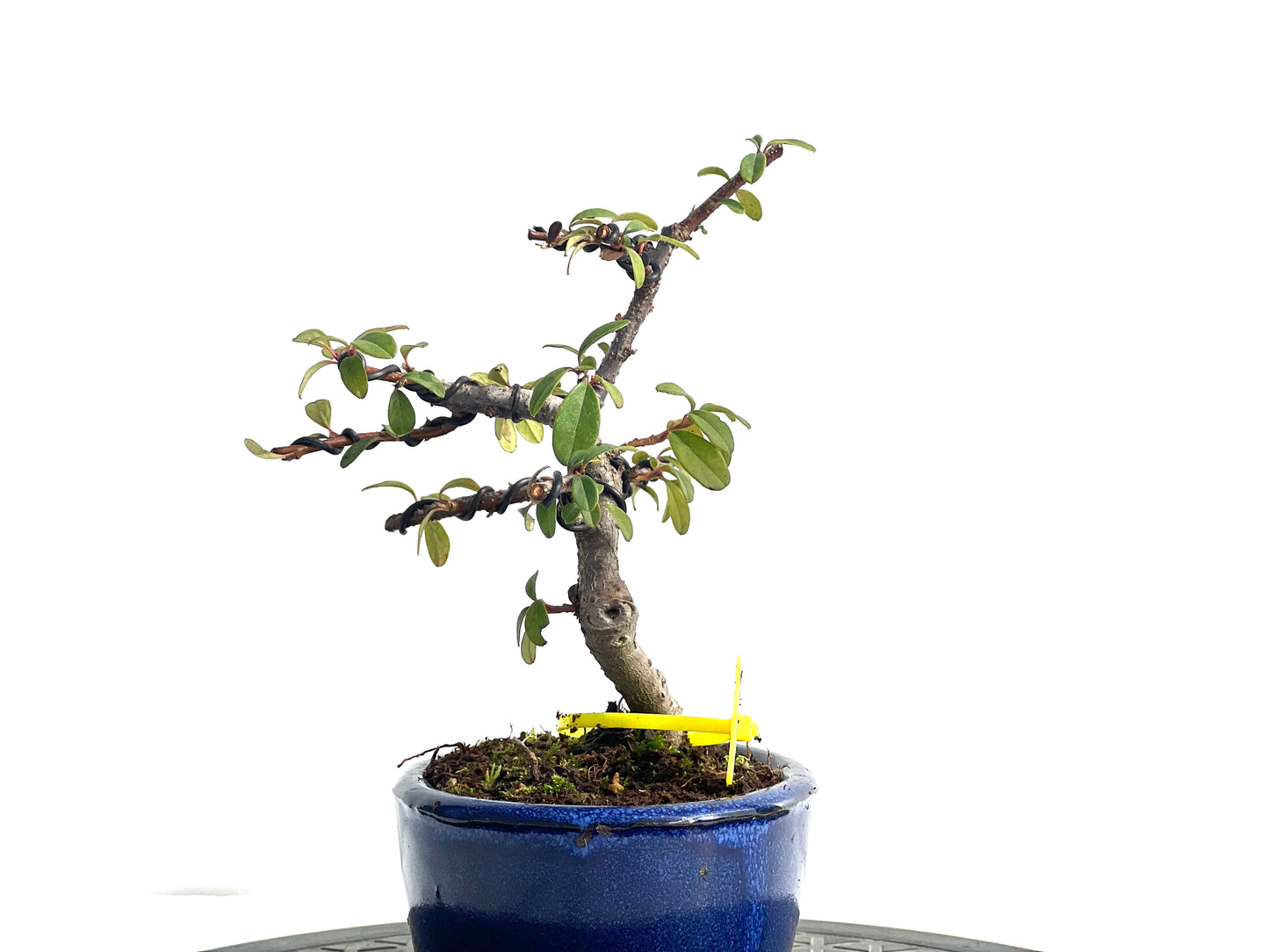 Cotoneaster Horizontalis 1895
