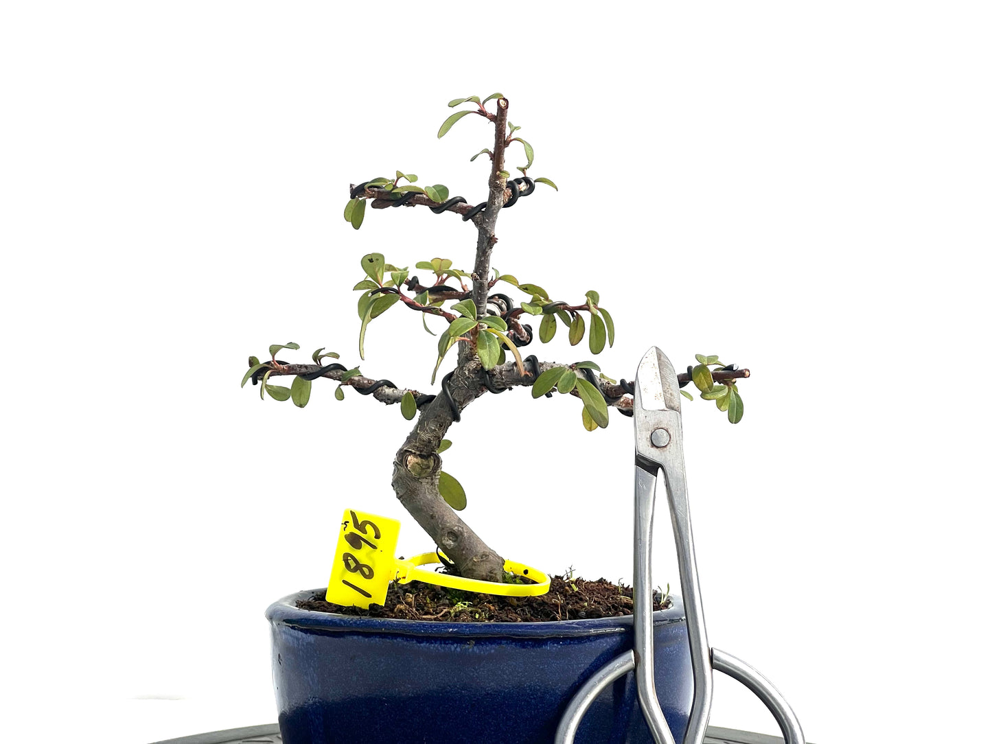 Cotoneaster Horizontalis 1895