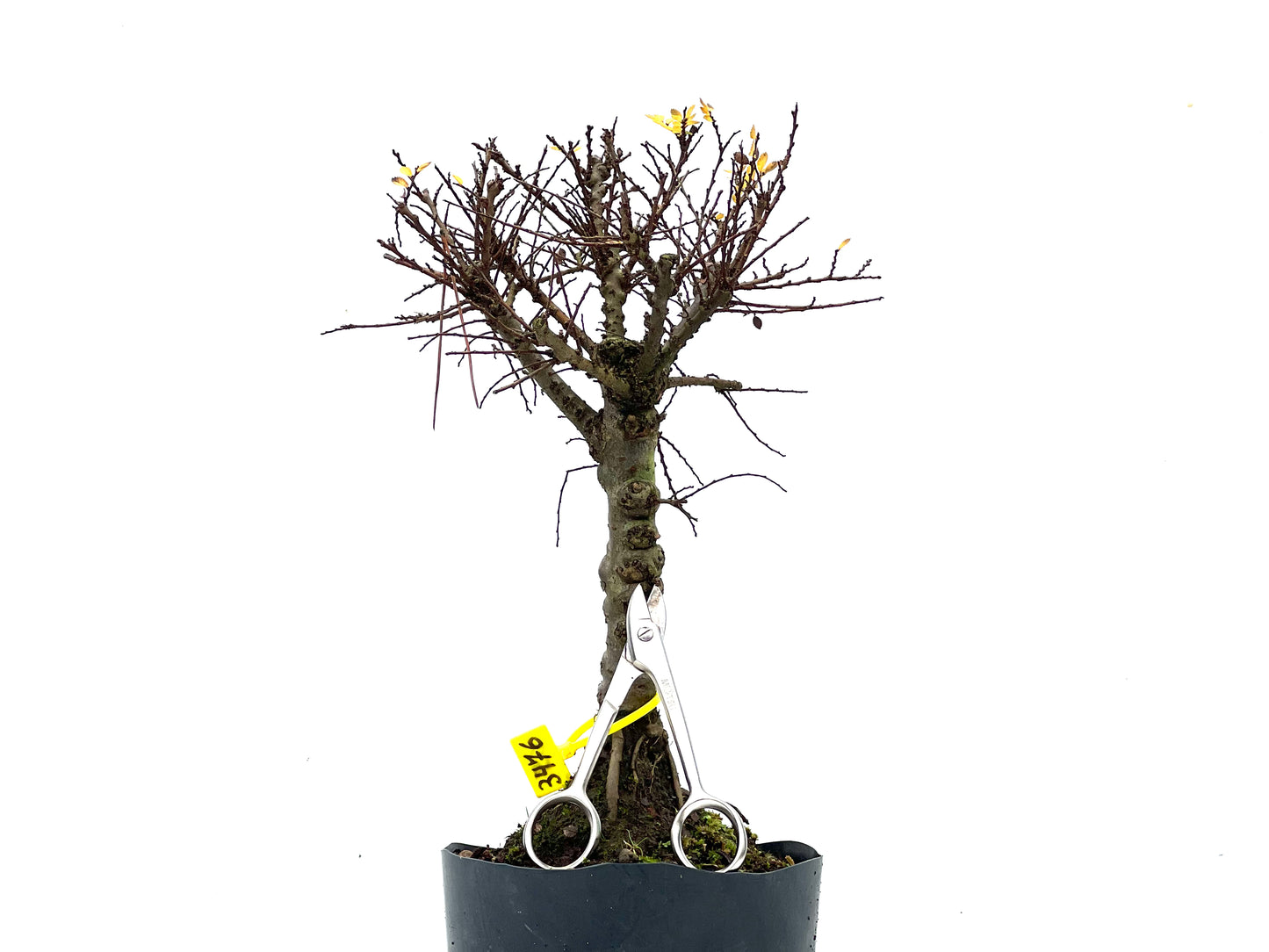 Ulmus Hokkaido 3476