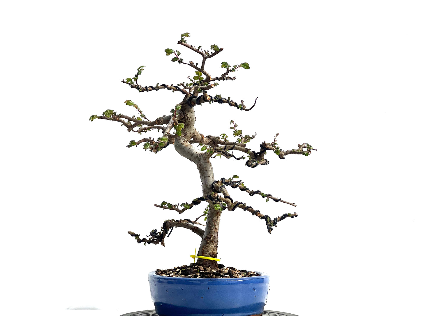Ulmus Parvifolia 1897