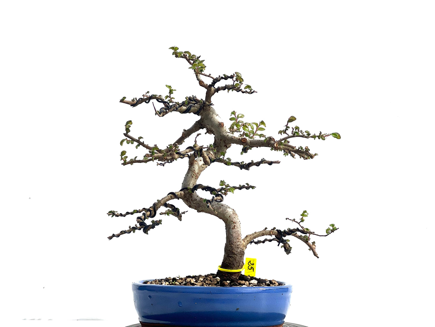 Ulmus Parvifolia 1897