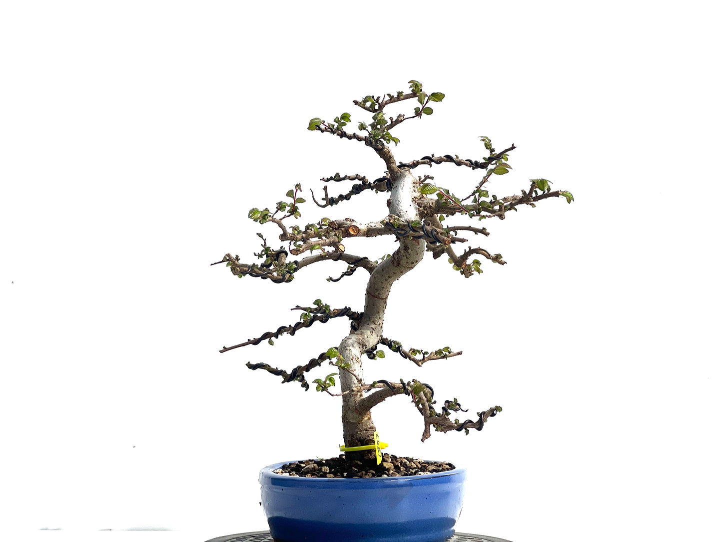 Ulmus Parvifolia 1897