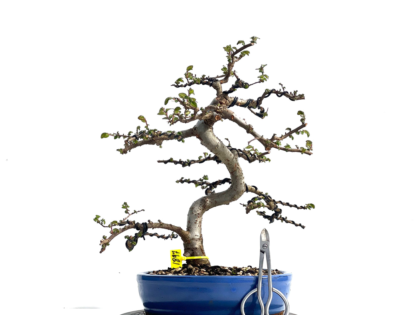 Ulmus Parvifolia 1897