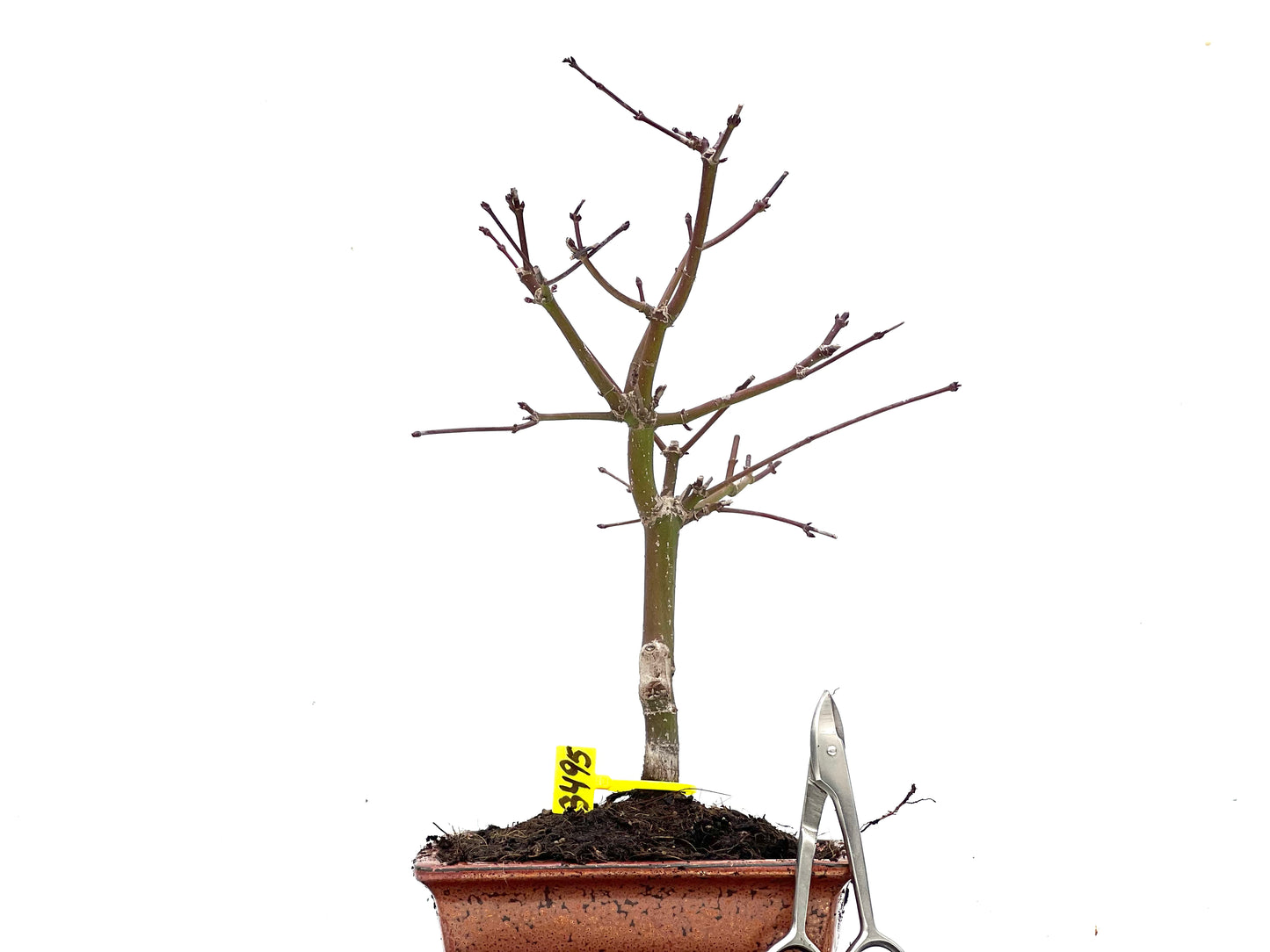 Acer Palmatum 3495