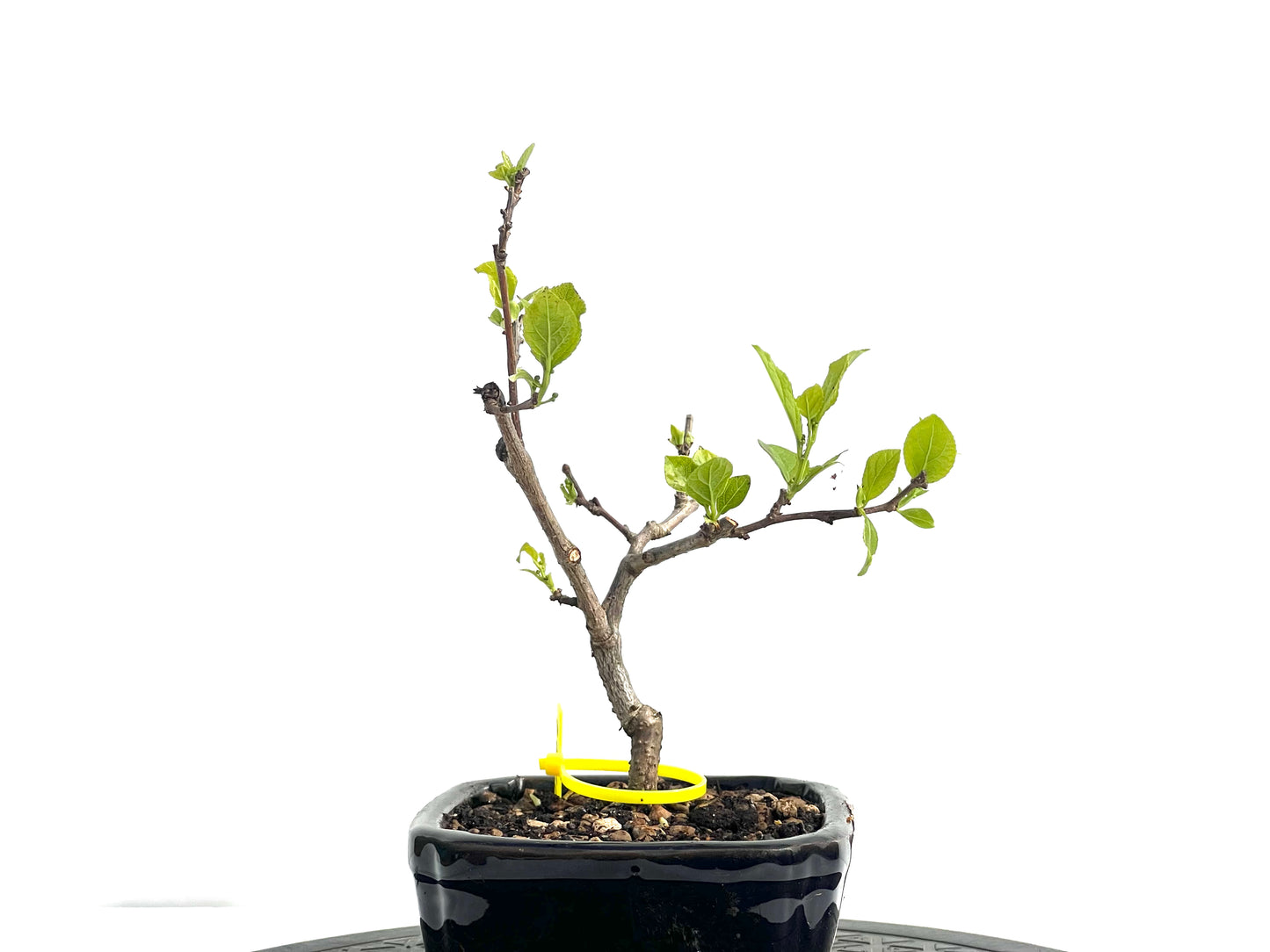 Celastrum Orbiculatus 1899