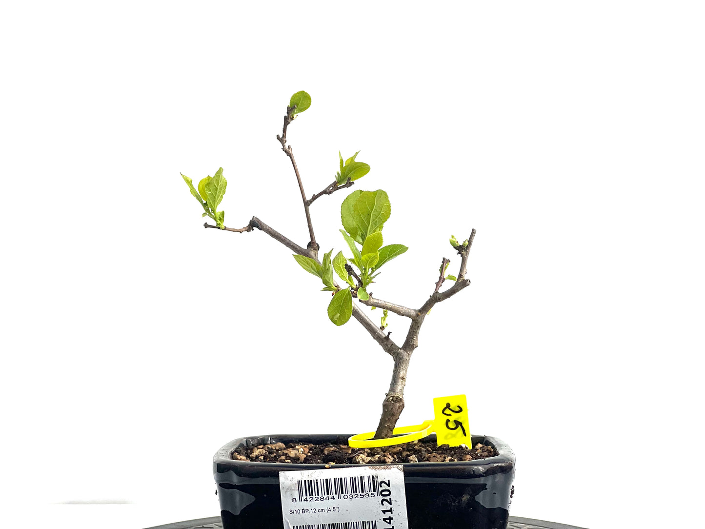 Celastrum Orbiculatus 1899