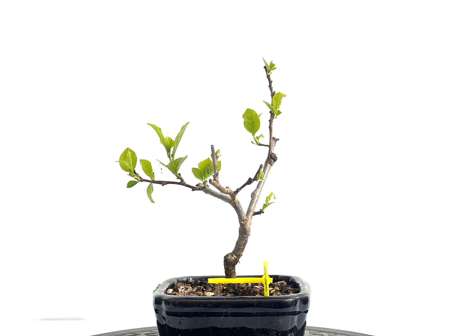 Celastrum Orbiculatus 1899