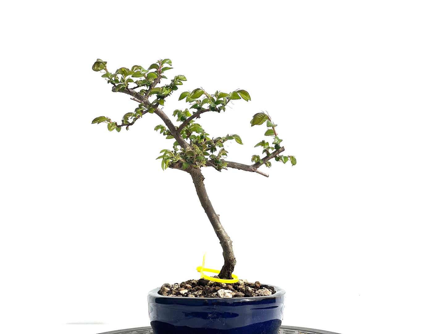 Ulmus Parvifolia 1900