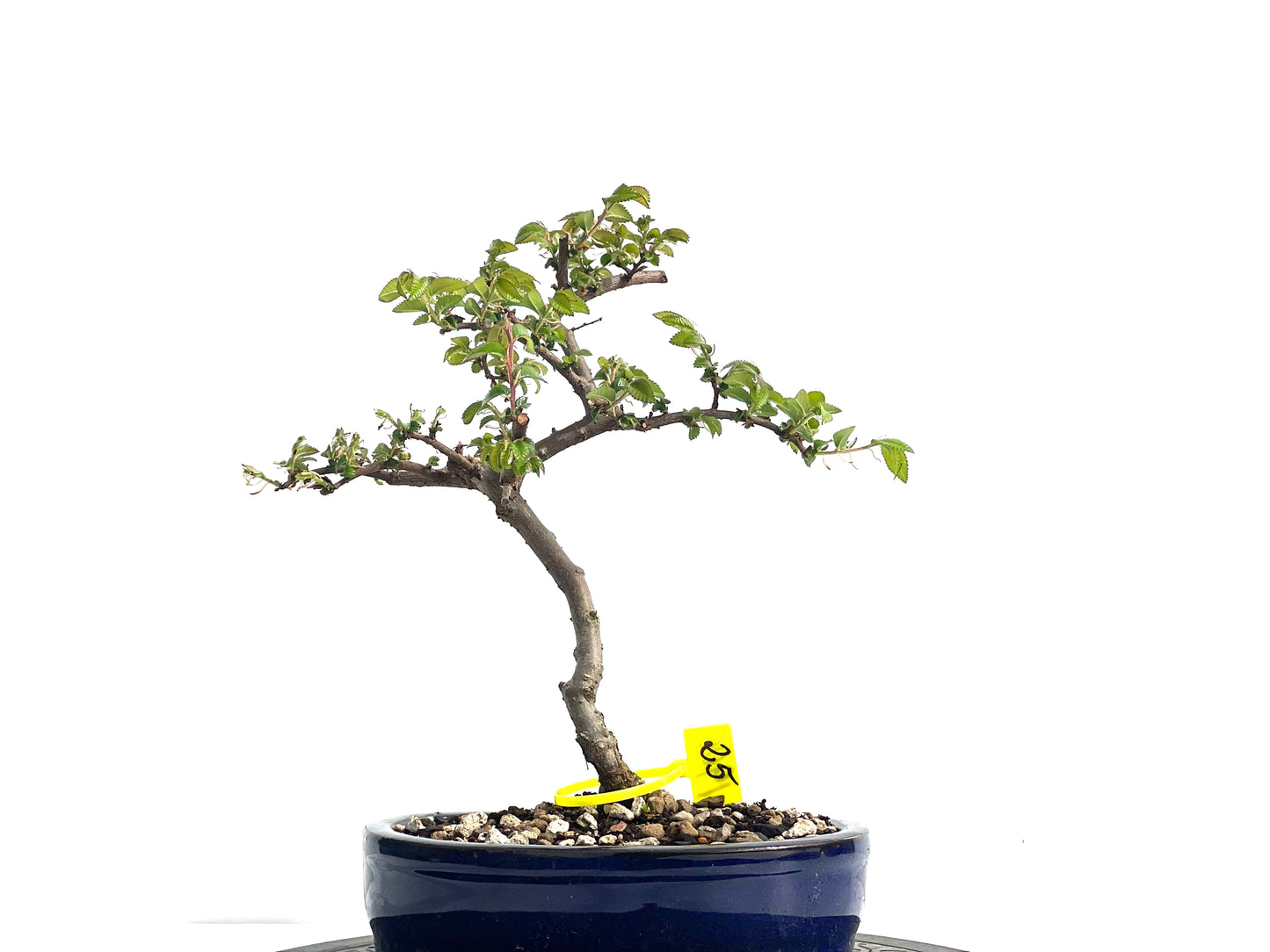Ulmus Parvifolia 1900