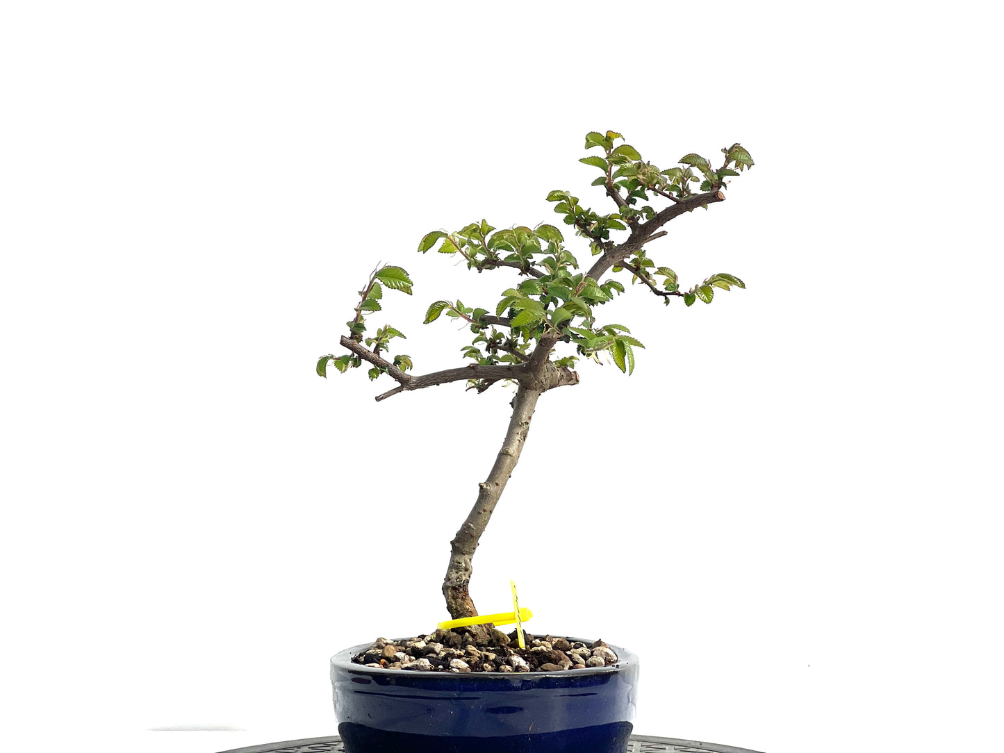 Ulmus Parvifolia 1900