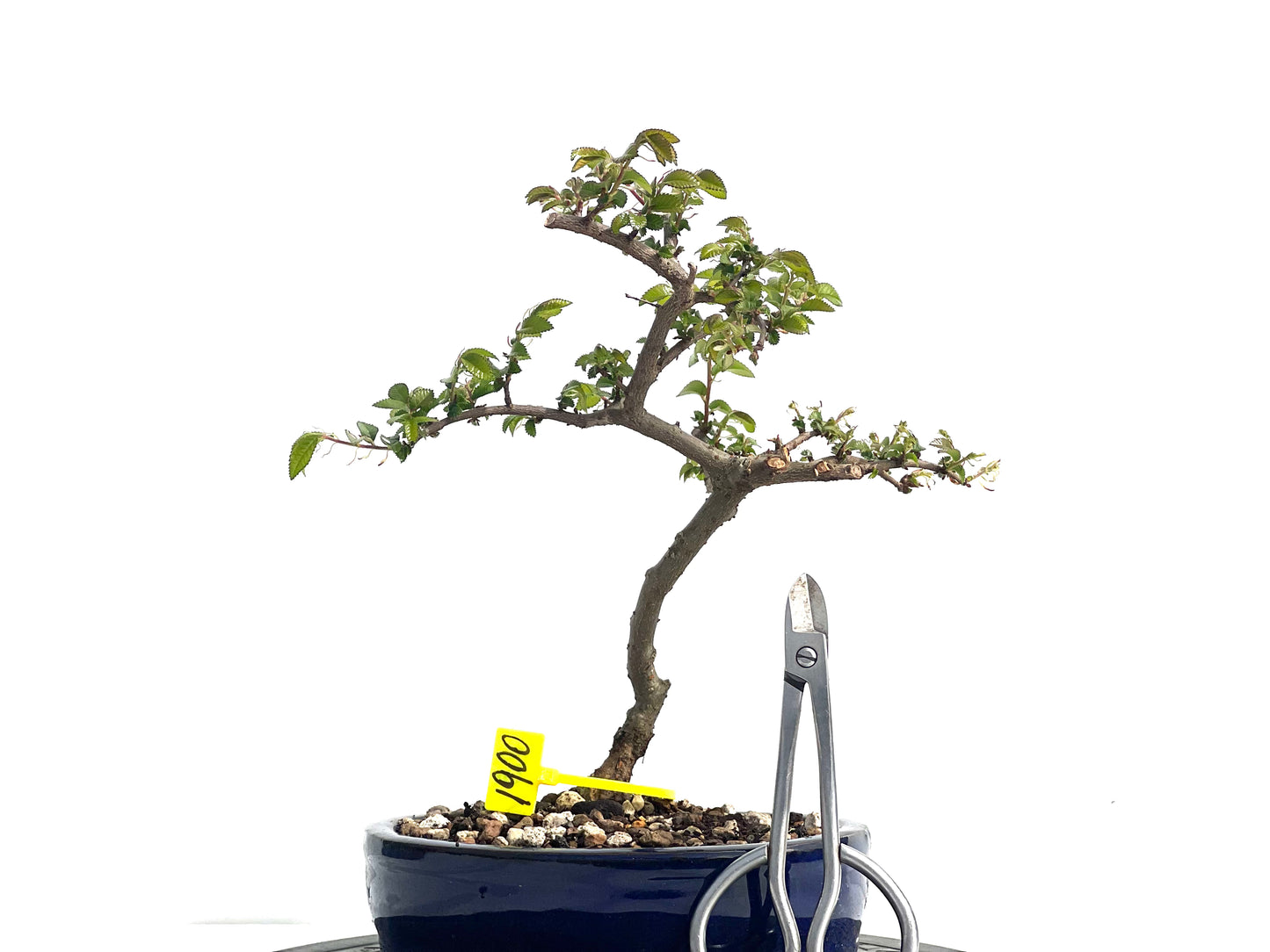 Ulmus Parvifolia 1900