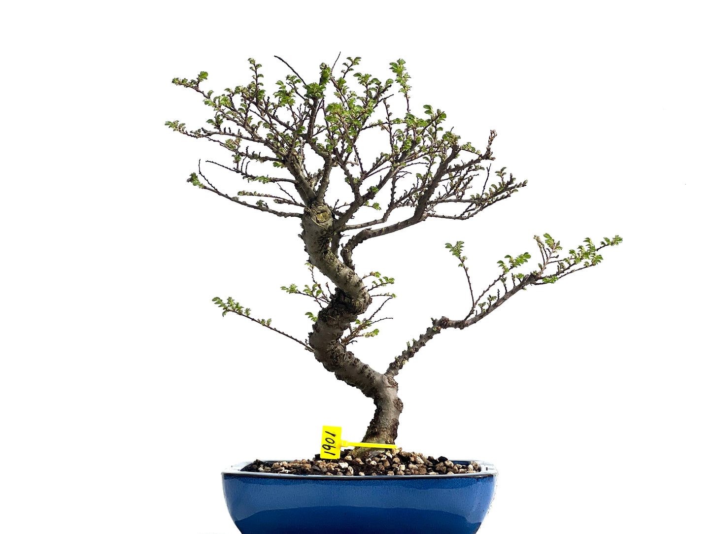 Ulmus Hokkaido 1901