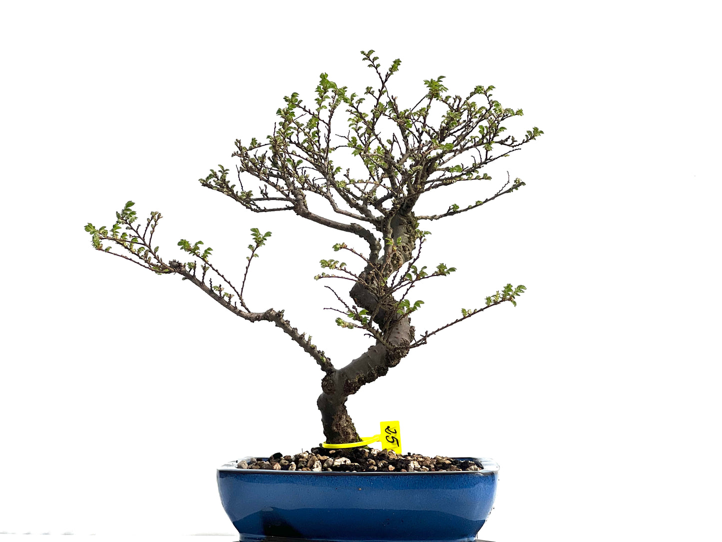 Ulmus Hokkaido 1901