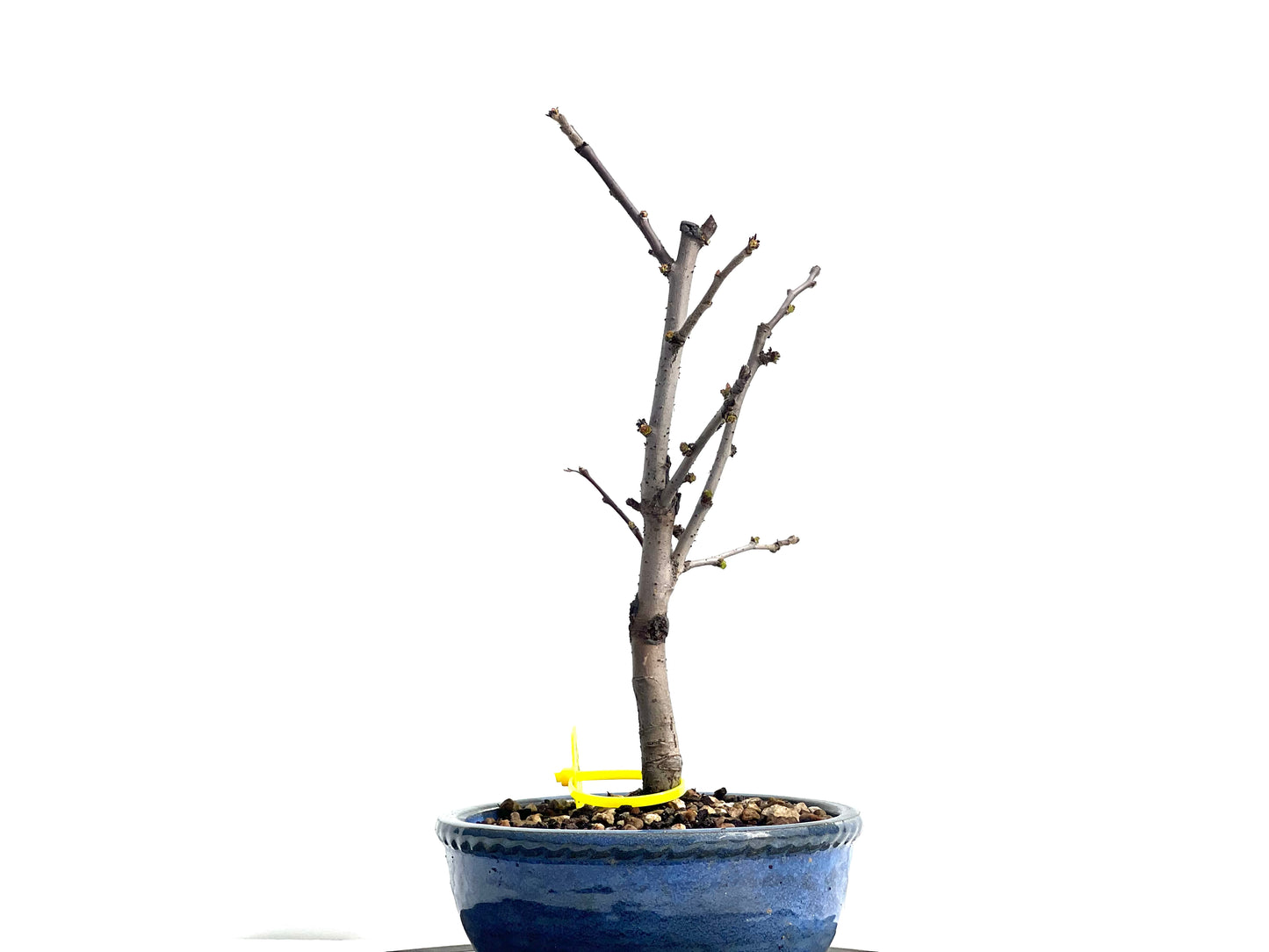 Pseudocidonia Sinensis 1902