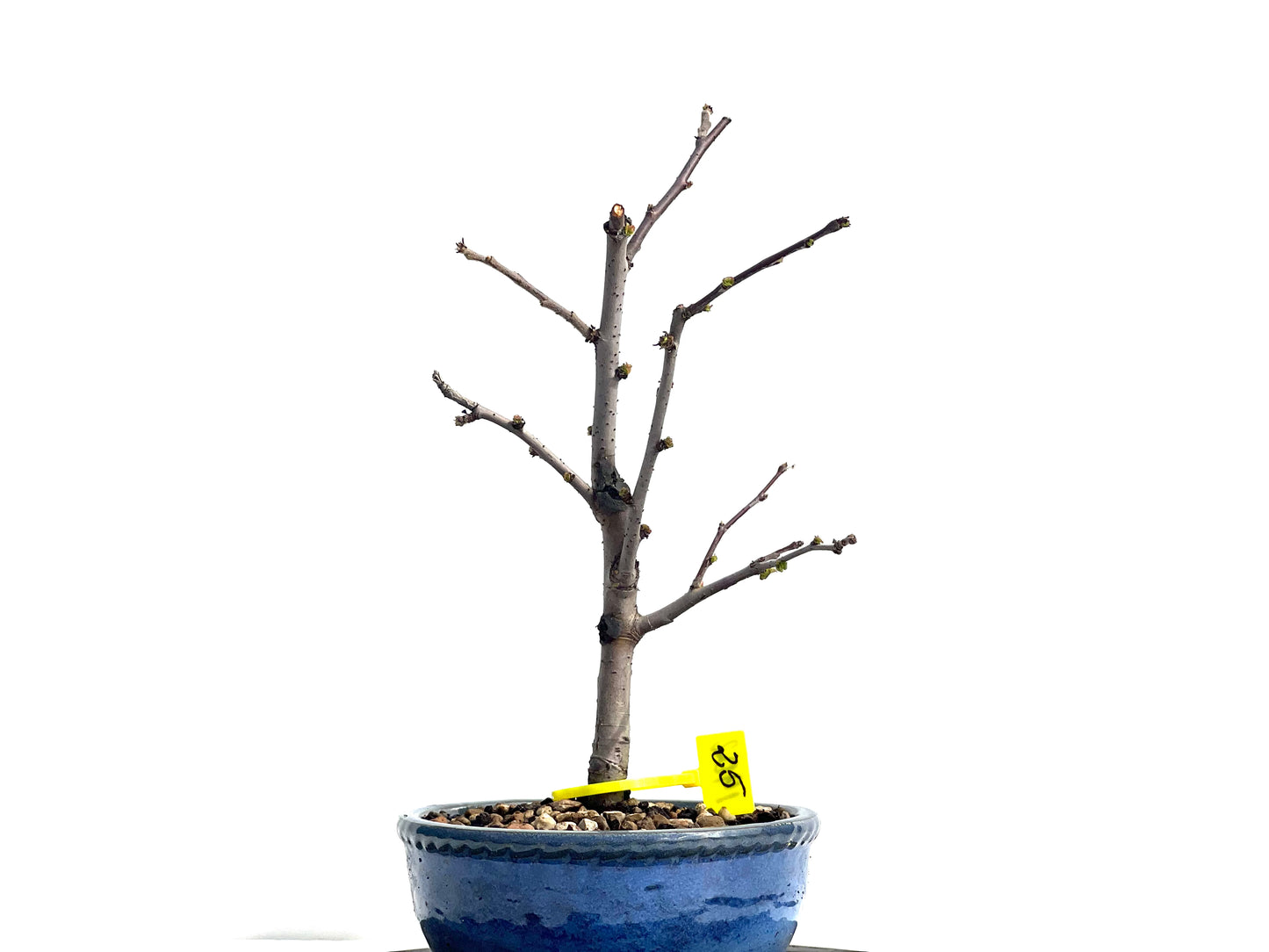 Pseudocidonia Sinensis 1902