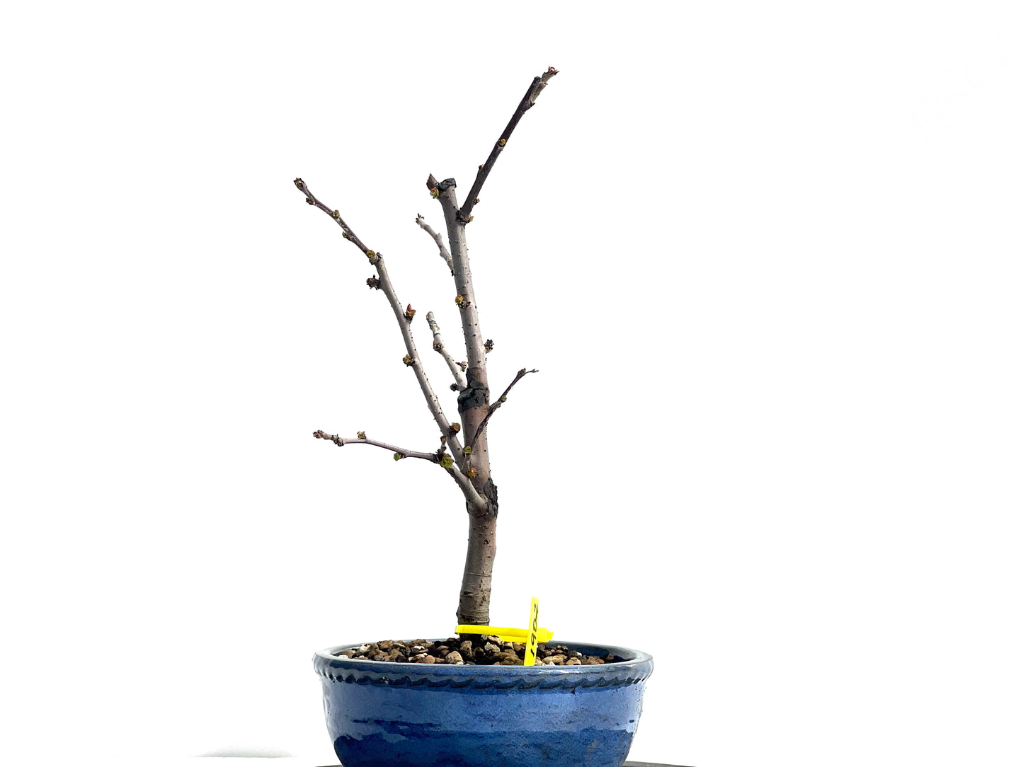Pseudocidonia Sinensis 1902