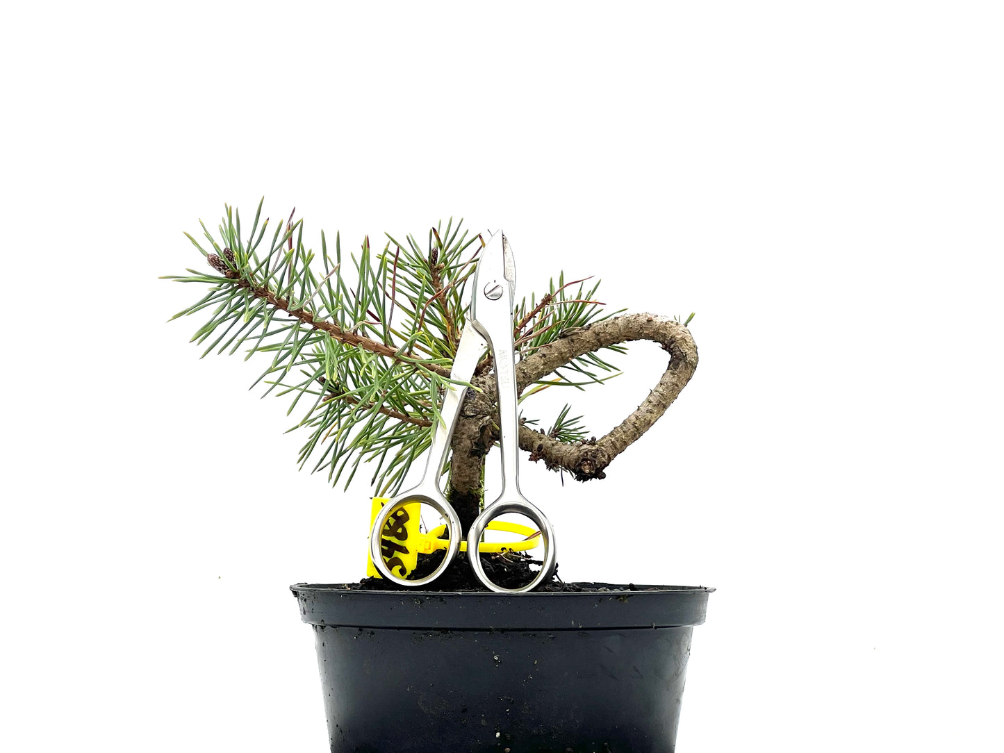 Pinus Sylvestris 3486