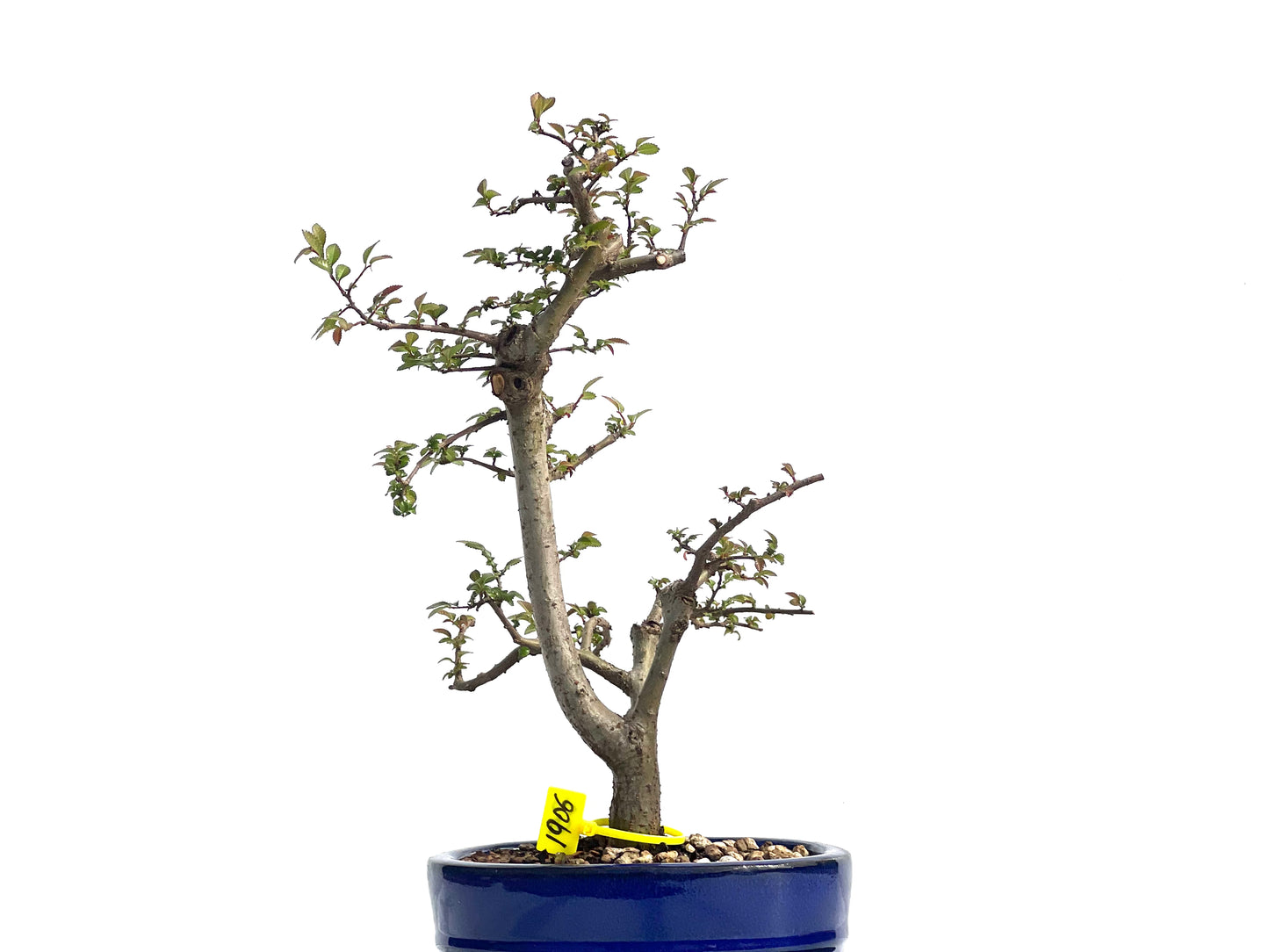 Ulmus Parvifolia 1906