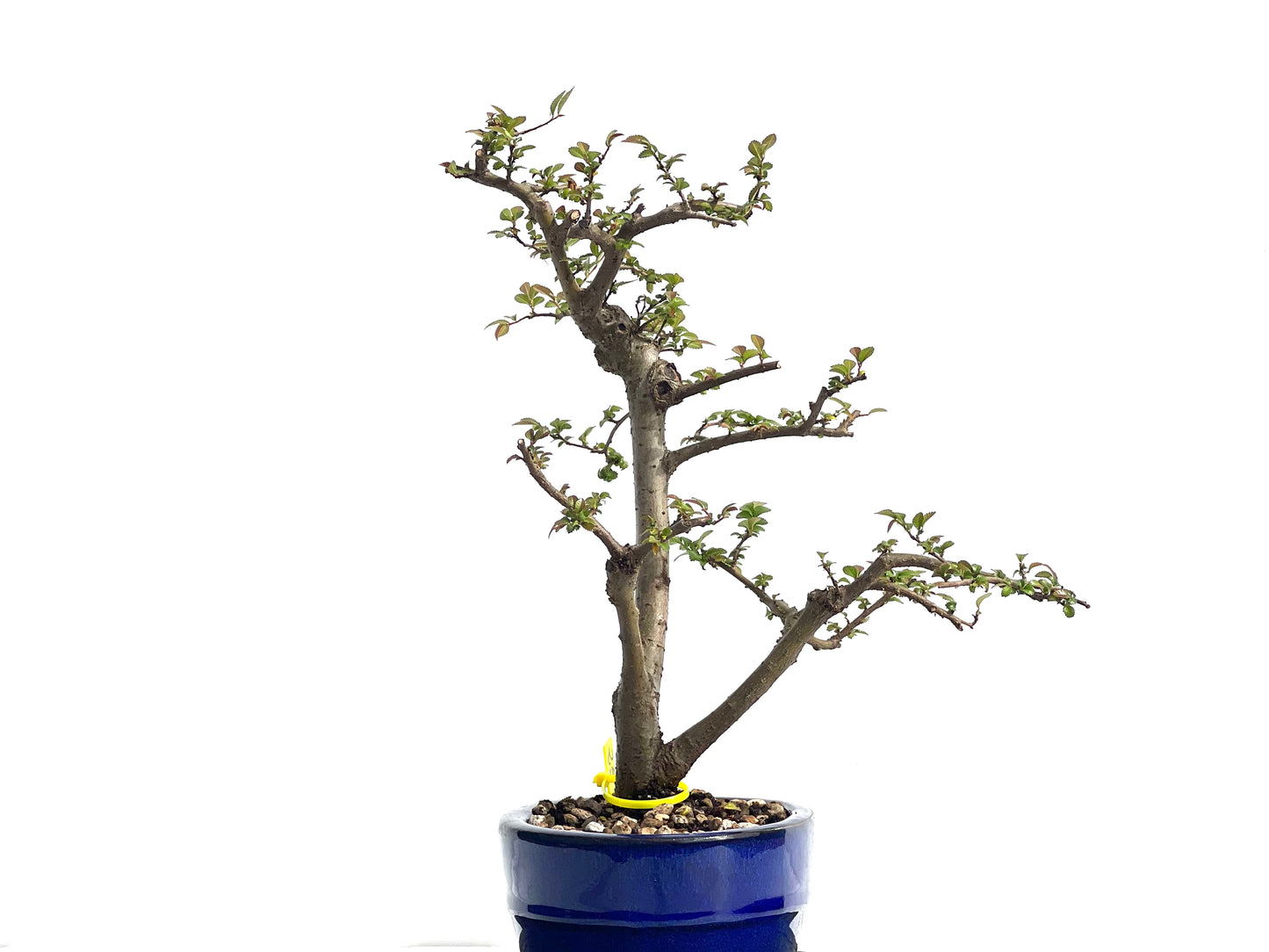 Ulmus Parvifolia 1906