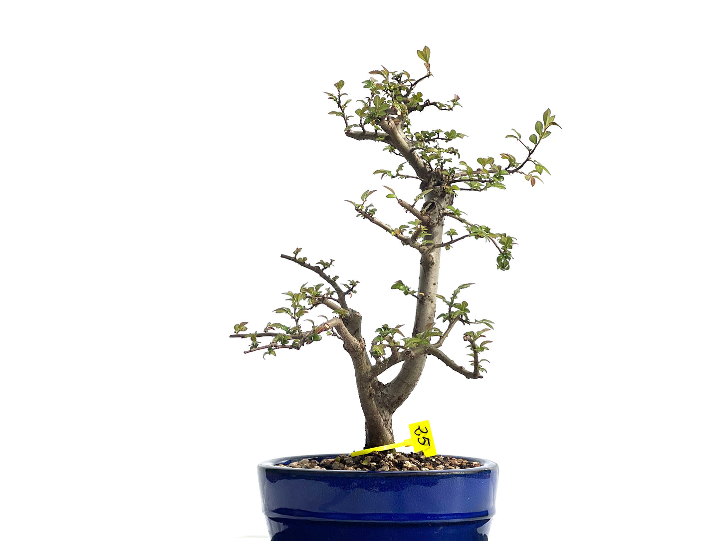 Ulmus Parvifolia 1906