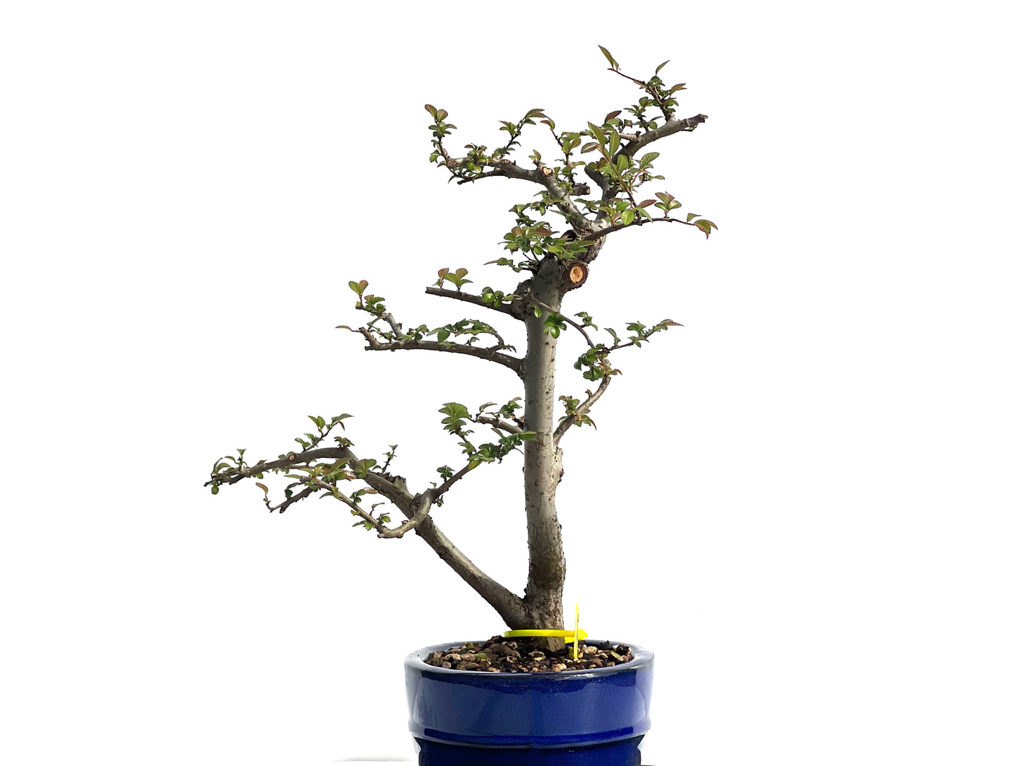 Ulmus Parvifolia 1906