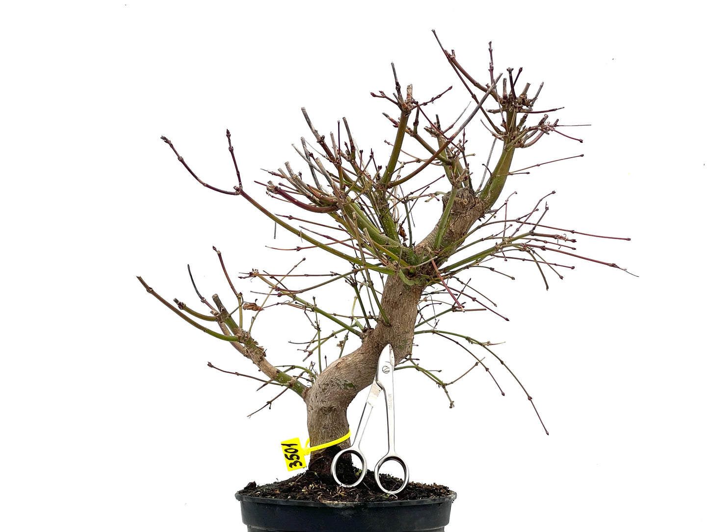 Acer Palmatum 3501