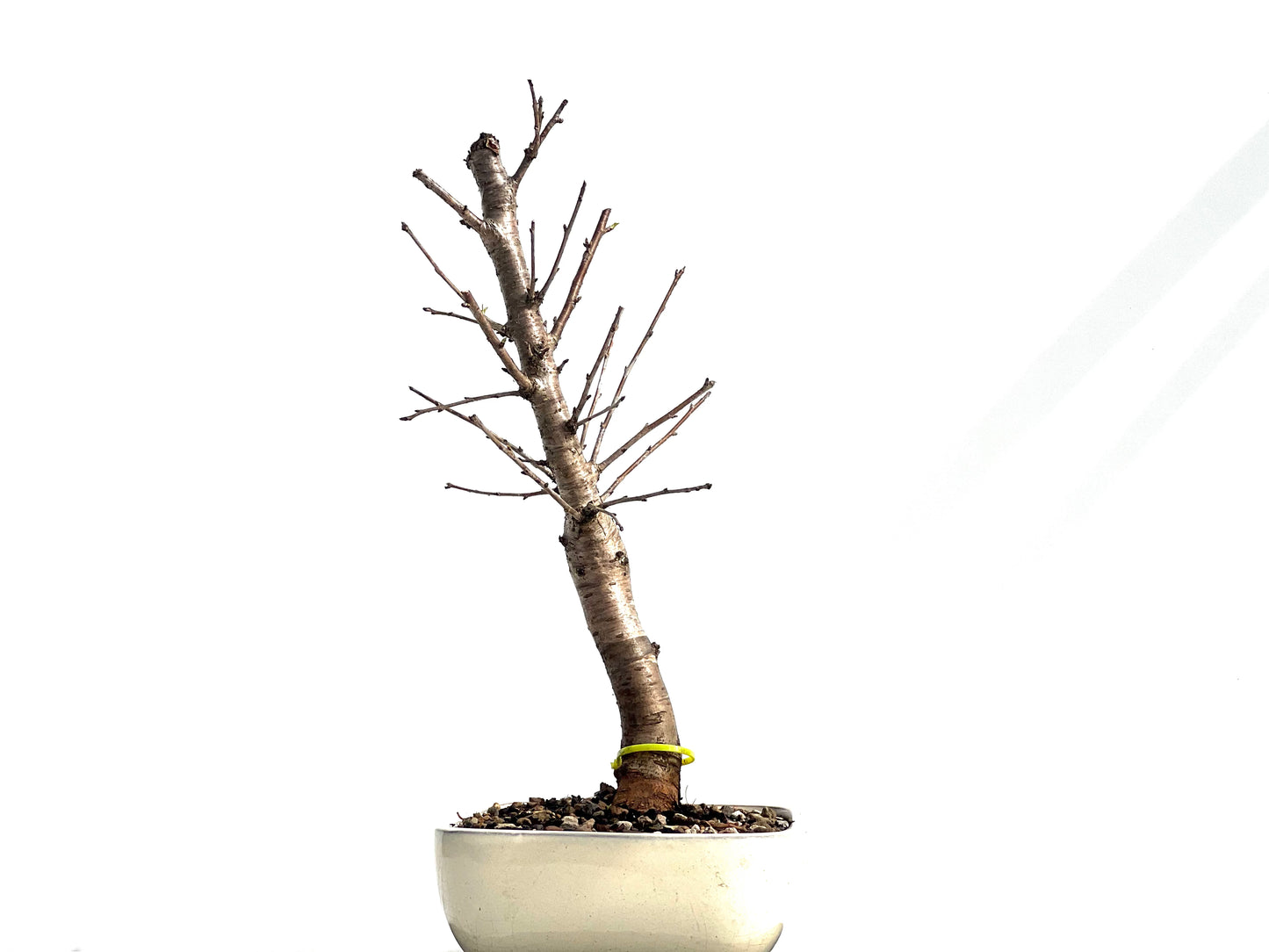 Prunus Mahaleb 1274