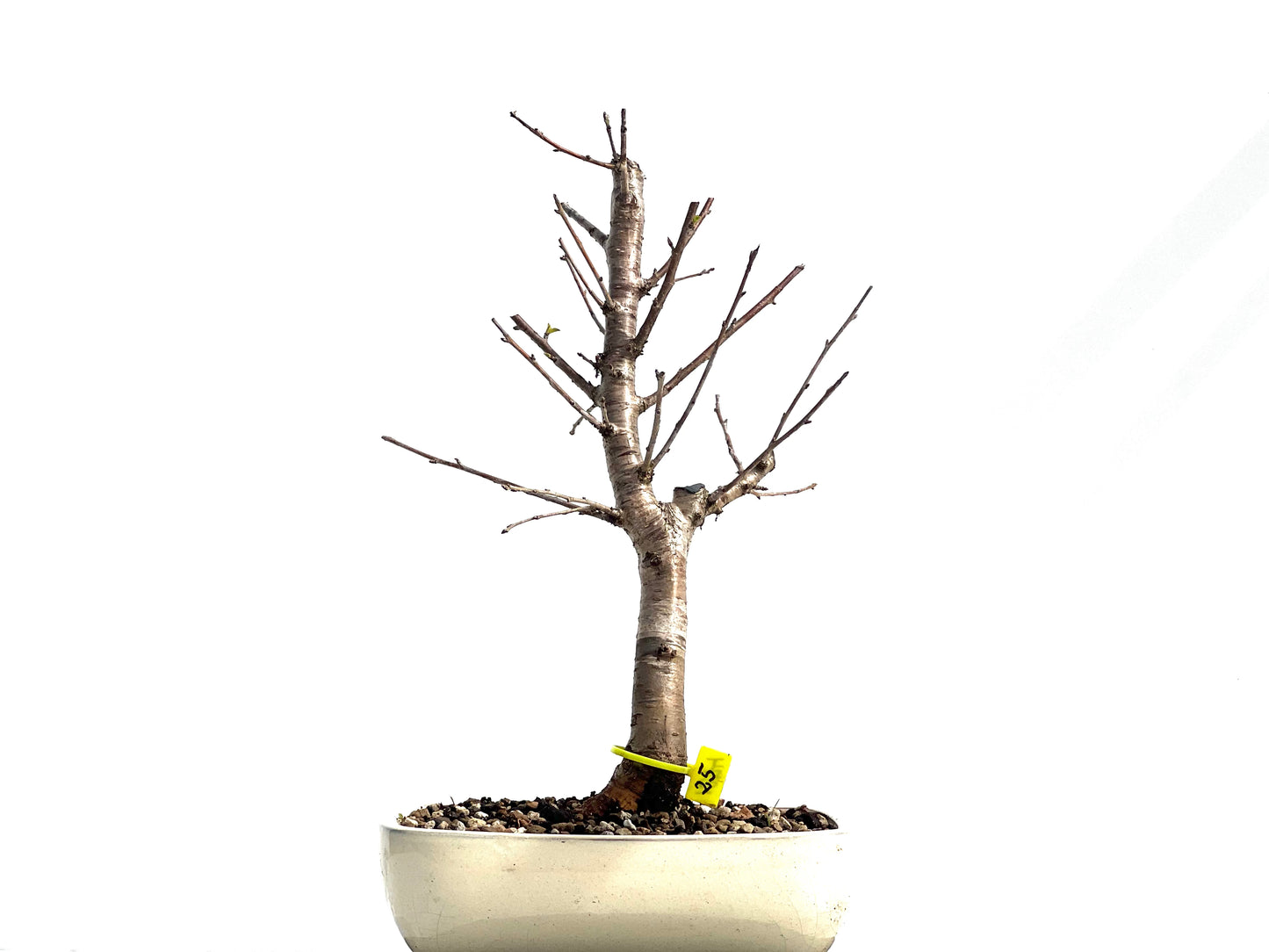 Prunus Mahaleb 1274