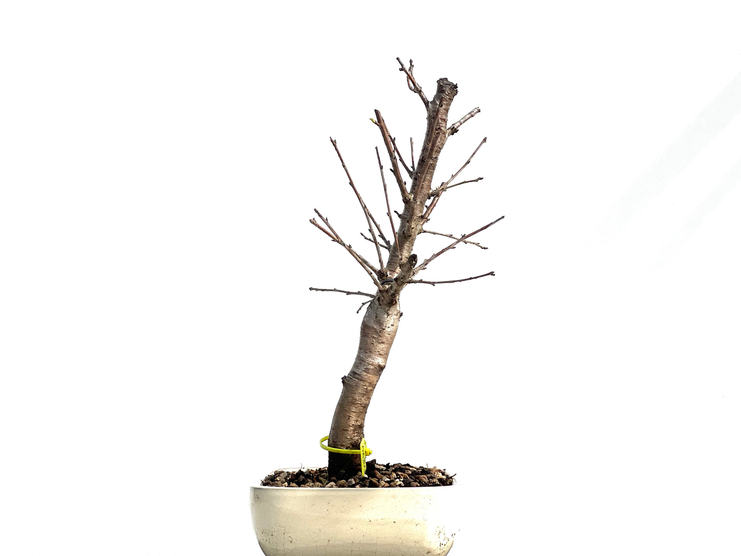 Prunus Mahaleb 1274