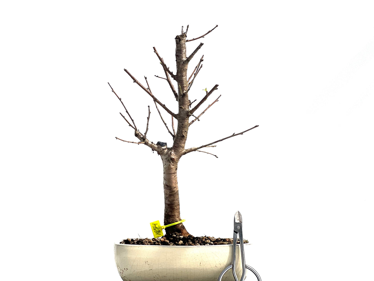 Prunus Mahaleb 1274