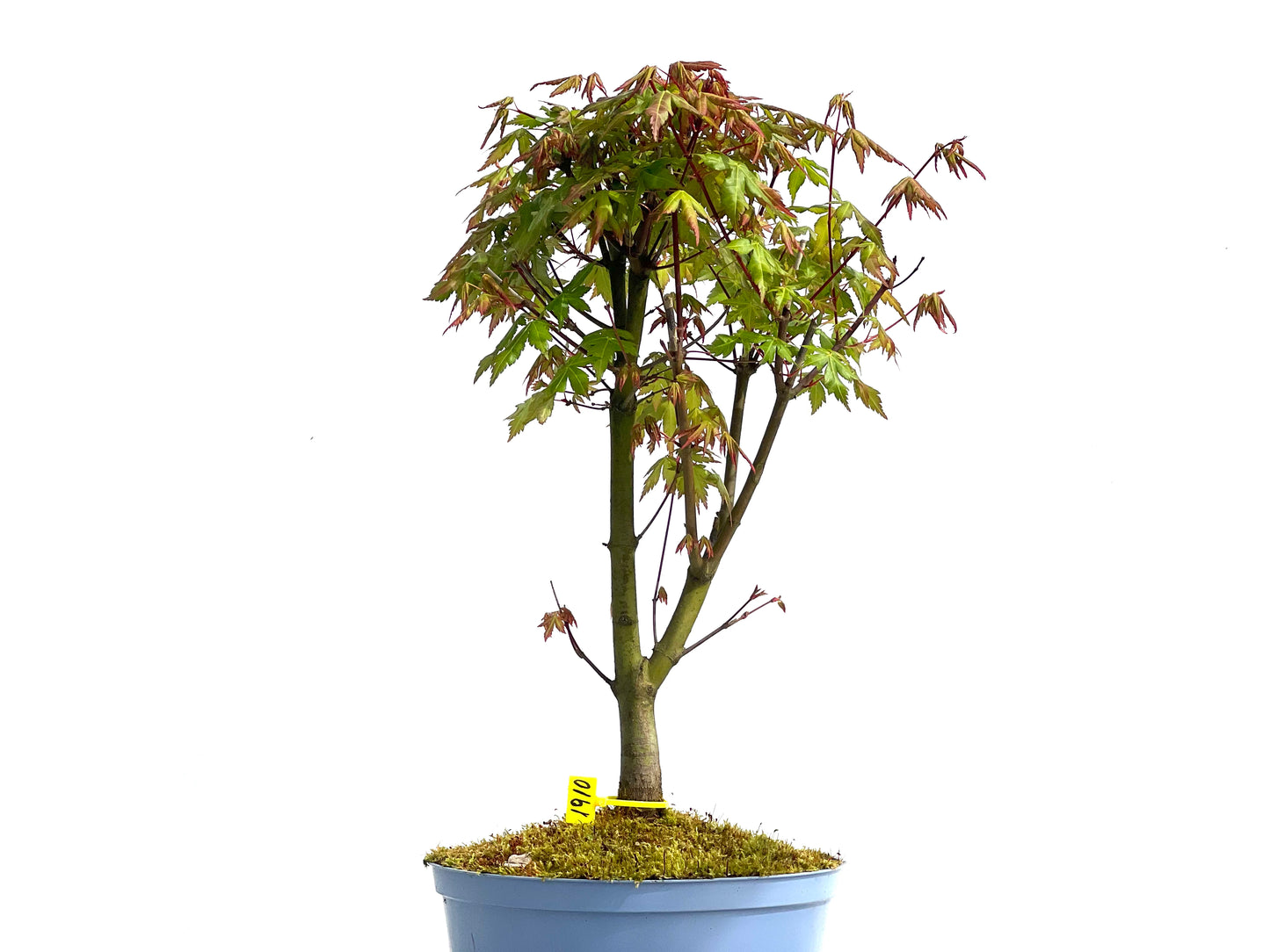 Arce Palmatum 1910