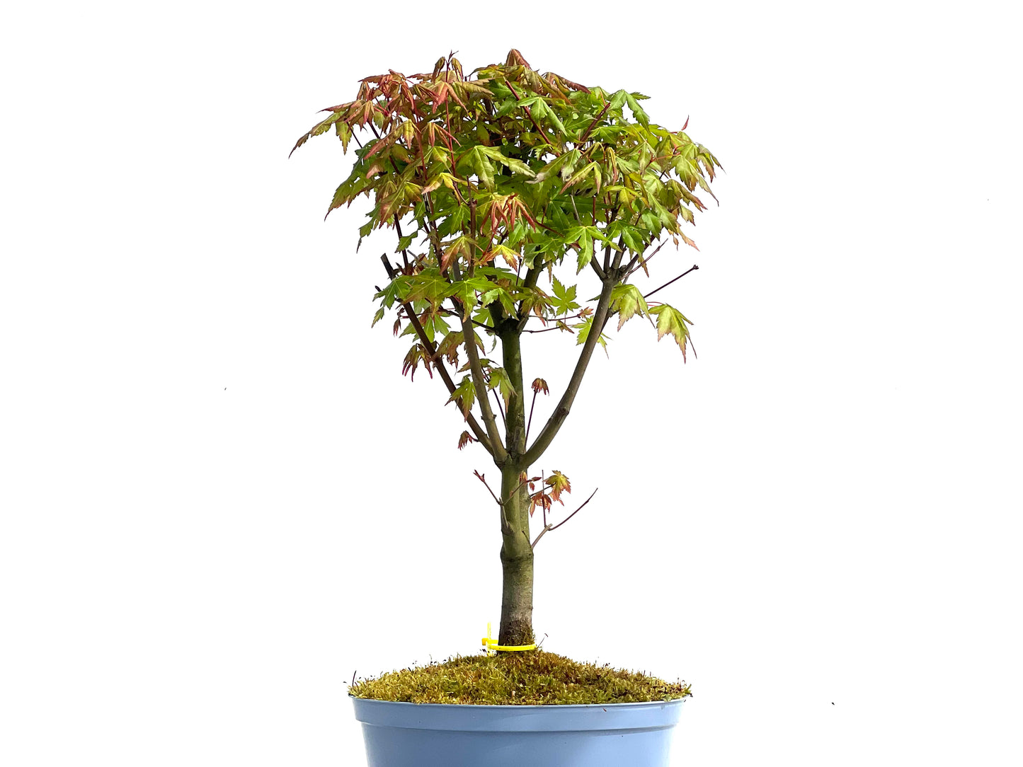Arce Palmatum 1910