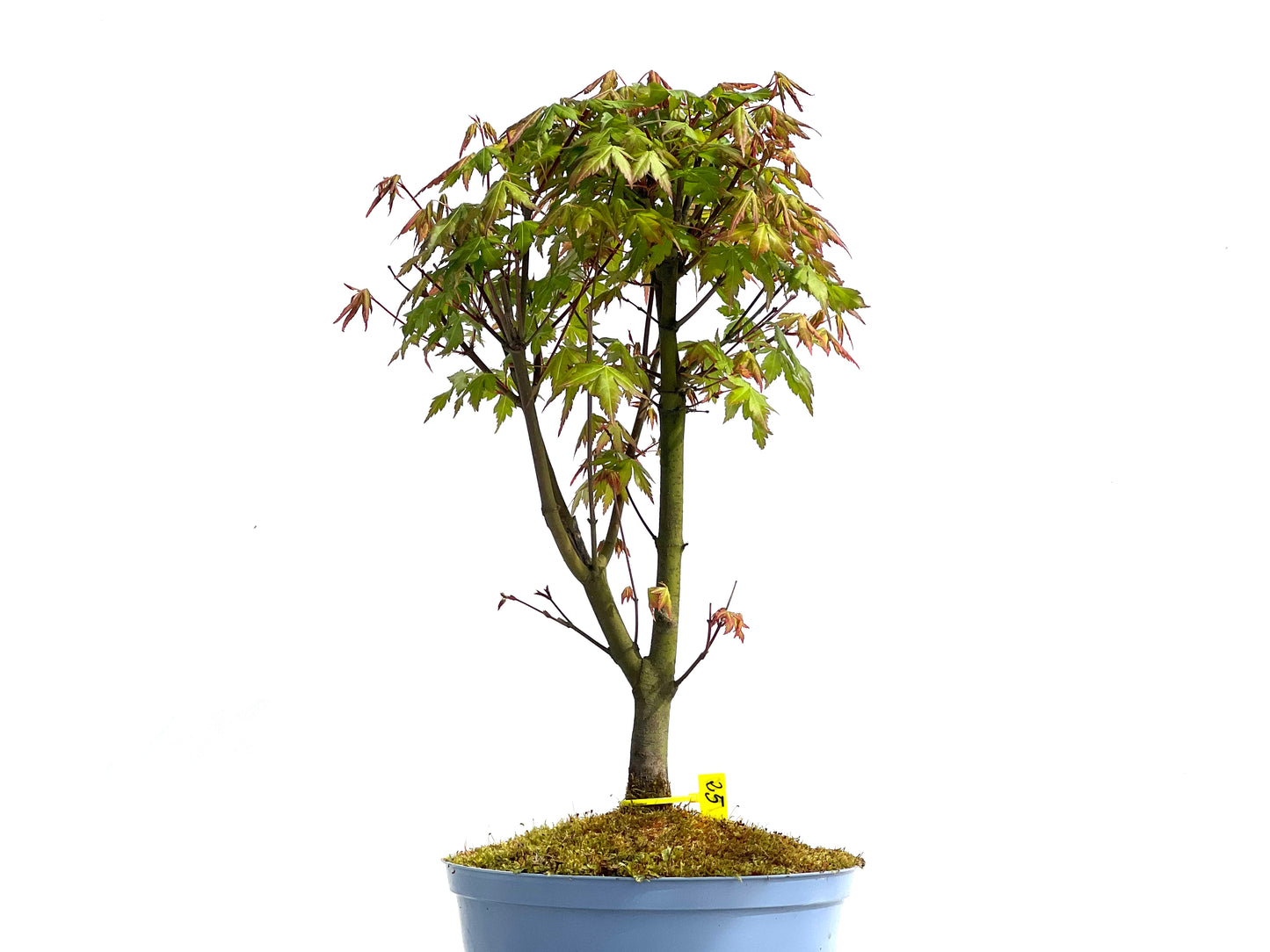 Arce Palmatum 1910