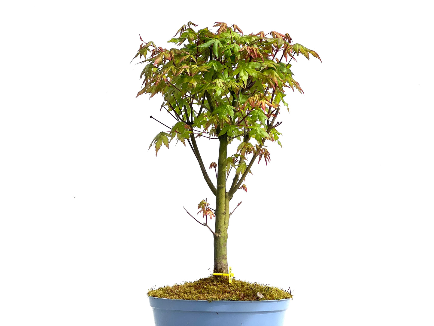 Arce Palmatum 1910