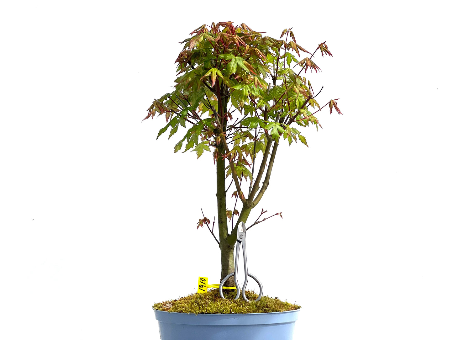 Arce Palmatum 1910