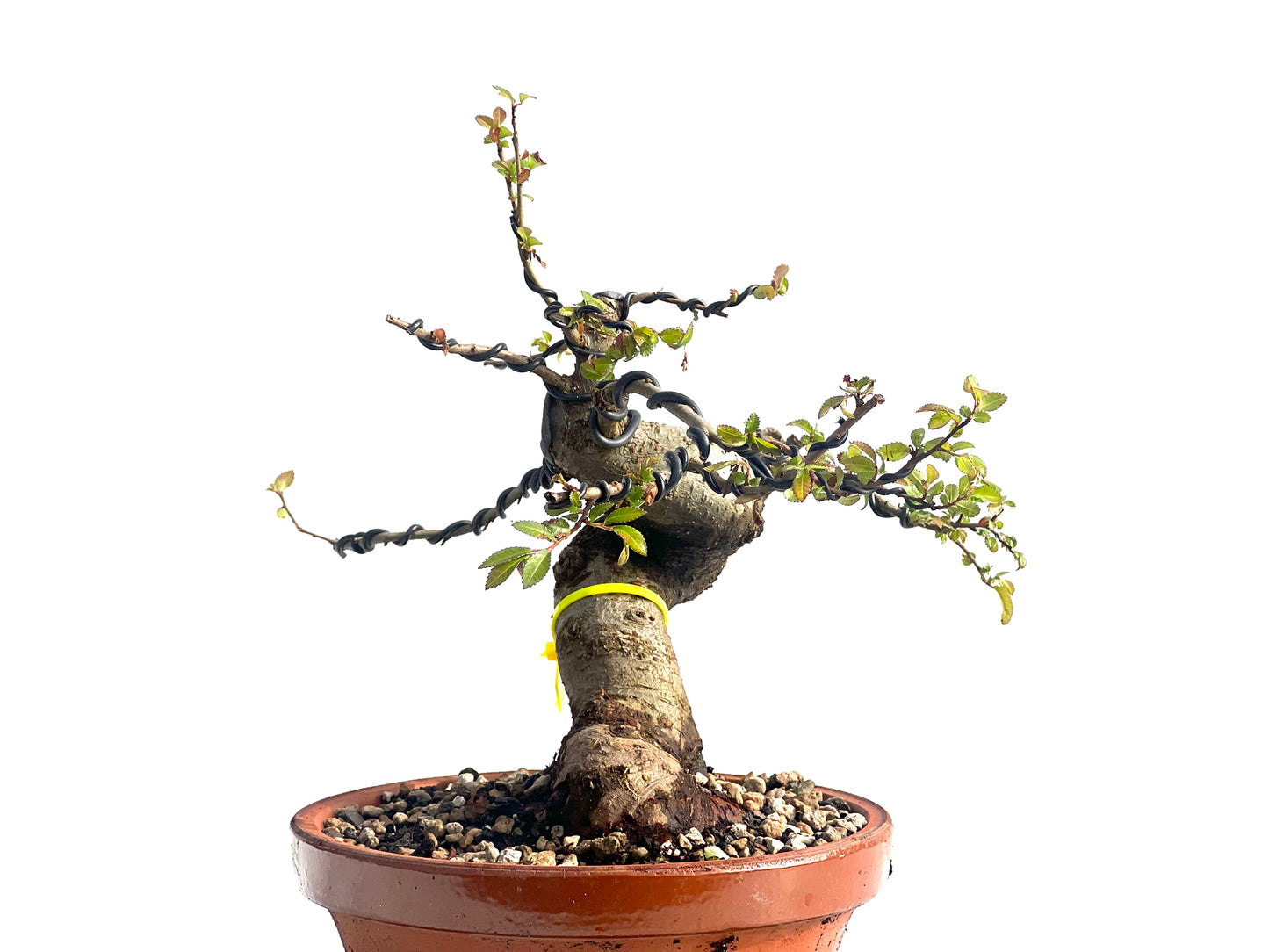 Ulmus Parvifolia 1911