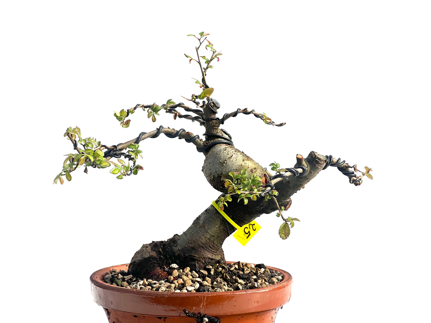 Ulmus Parvifolia 1911