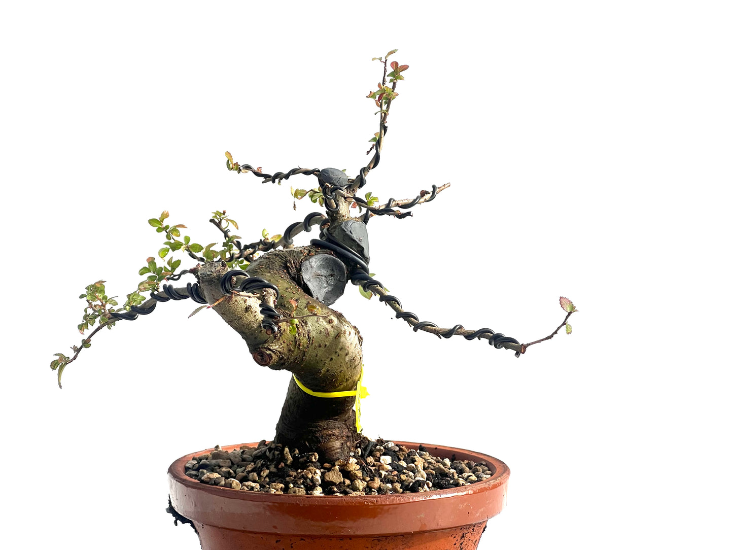 Ulmus Parvifolia 1911