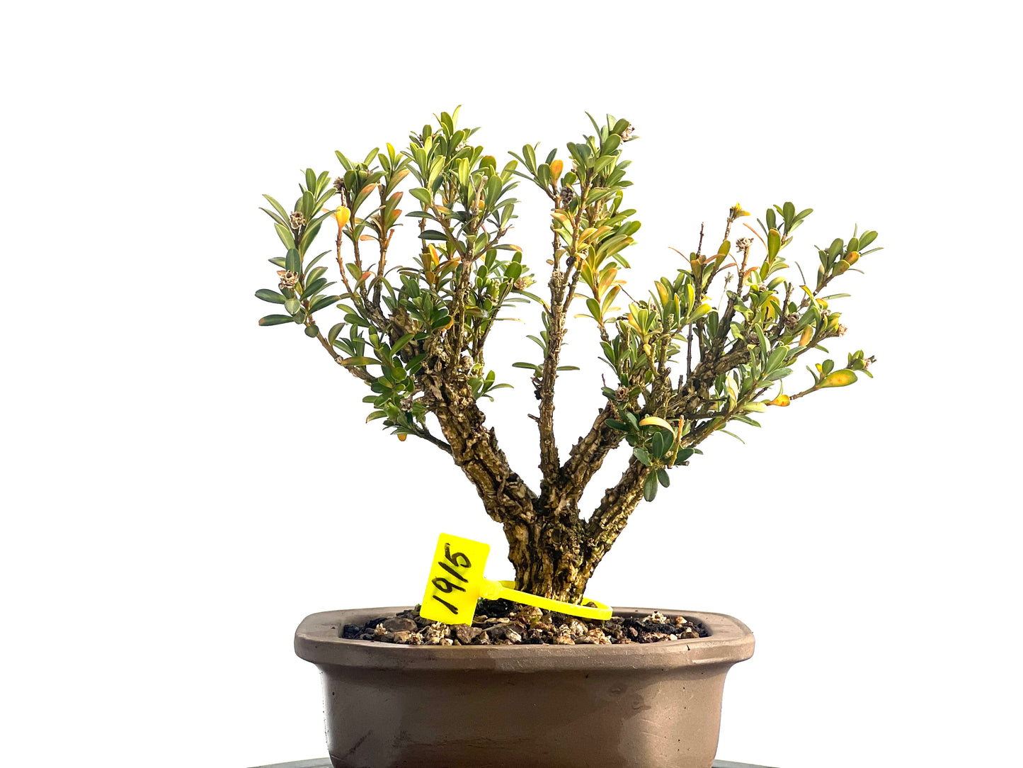 Buxus Harlandii 1915