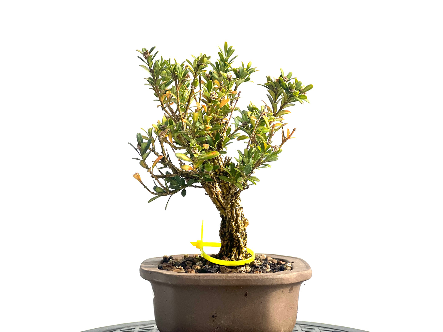 Buxus Harlandii 1915