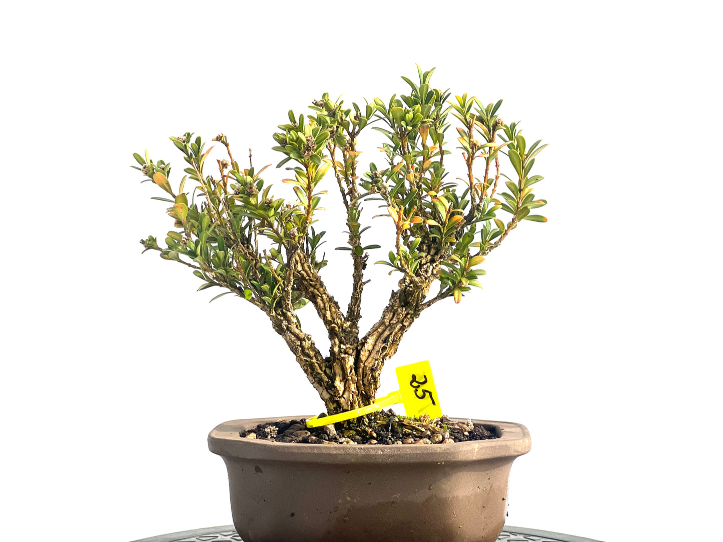Buxus Harlandii 1915