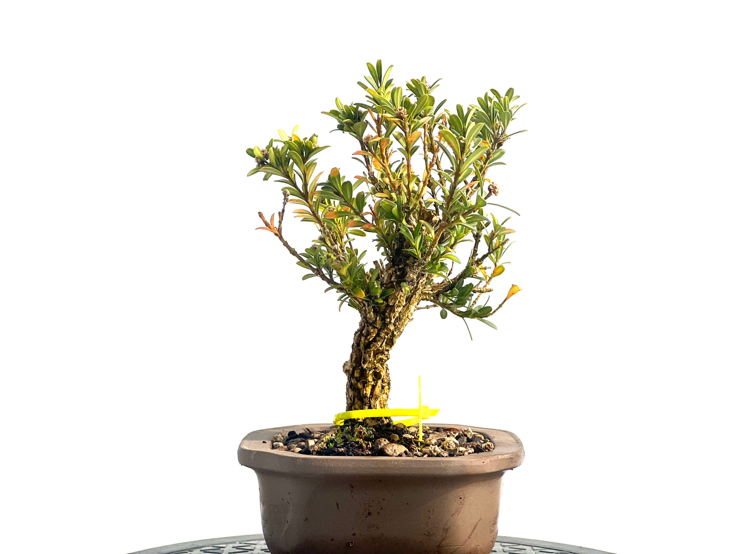 Buxus Harlandii 1915