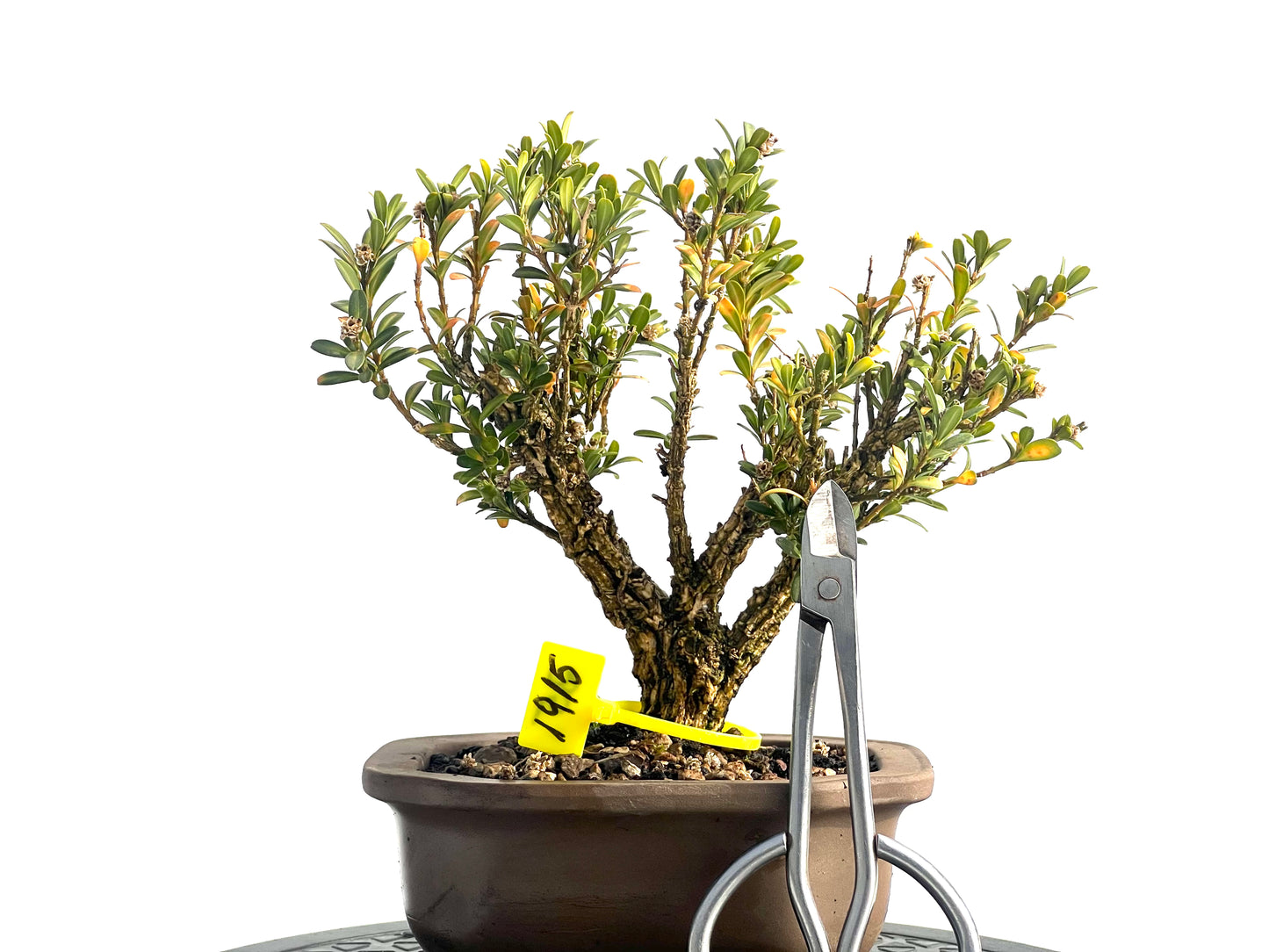 Buxus Harlandii 1915