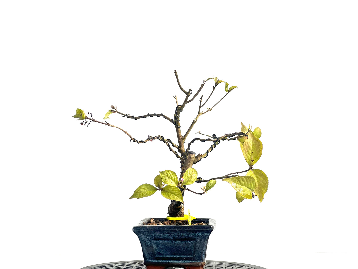 Callicarpa Japónica 1916