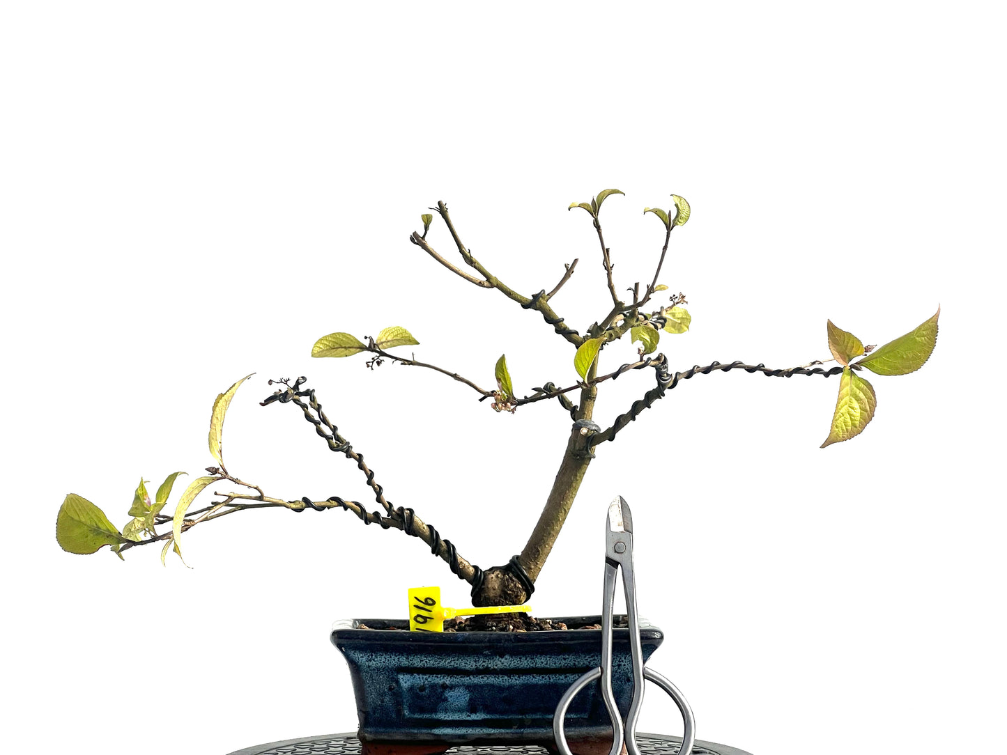 Callicarpa Japónica 1916